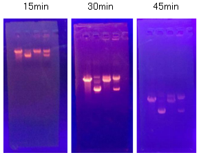 Simgen-pUC-19 DNA-實驗結果圖