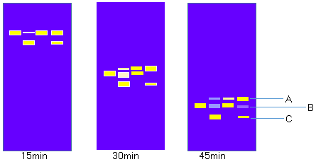 Simgen-pUC-19 DNA-實驗結果模擬圖