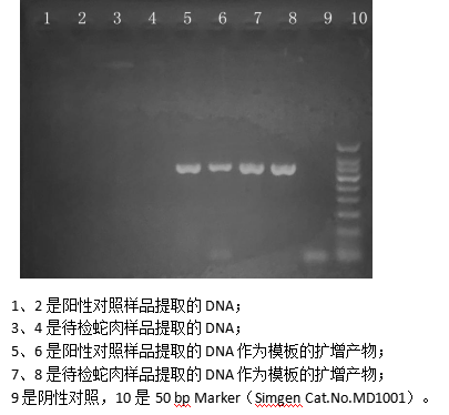 simgen-動物組織DNA試劑盒-2×Taq Plus PCR Master Mix-電泳結果